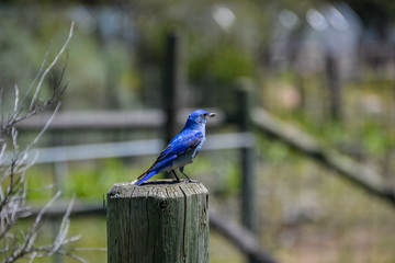 A small mother mountain bluebird stands guard looking out atop a wooden fence post where her chicks rest and grow with blurred tree branches and a farm in the background