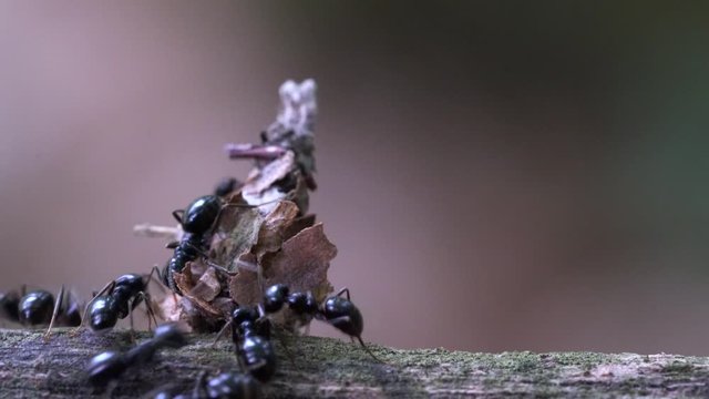 Ants attack on insect that is hidden in wigwam of leaves - (4K)
