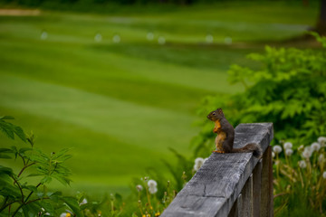 A small red squirrel sitting on a wooden fence on a golf course with dandelions and foliage in the background.