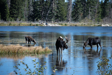 Large Bull moose  in the rugged mountains of Colorado