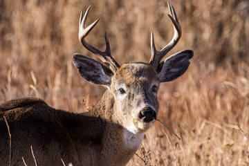 Whitetail Portrait