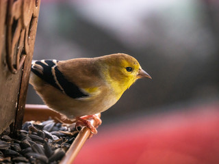 Yellow bird on a feeder