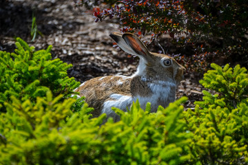 A brown and white rabbit with large eyes and long upright ears finds refuge in a garden, hiding behind low shrubs blurred in the foreground.