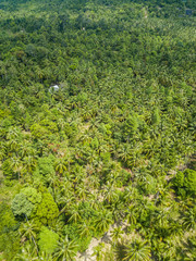 Fototapeta na wymiar Palm grove aerial view. Thailand