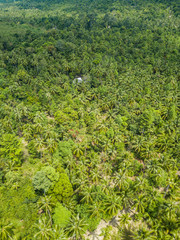 Fototapeta na wymiar Palm grove aerial view. Thailand