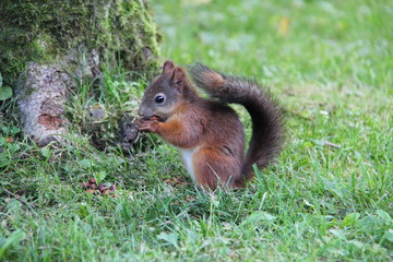 Naklejka na ściany i meble Young squirrel eats pine nuts