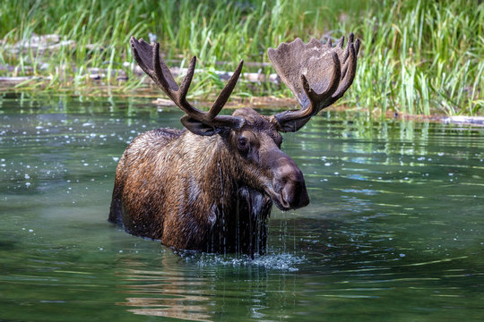 Moose with big antlers standing in water of Moose Lake in Jasper National Park, Alberta, Canada