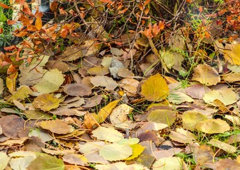 fall leaves