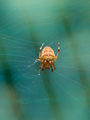 Spider on a web