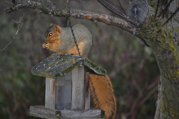 Hungry Squirrel