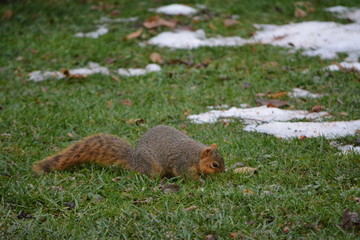 Hungry Squirrel
