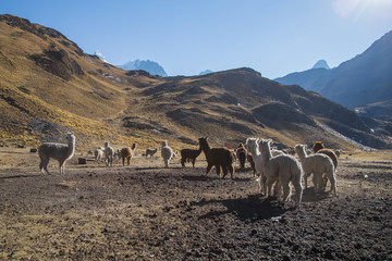 Fototapeta premium A nice group of llamas from Bolivia