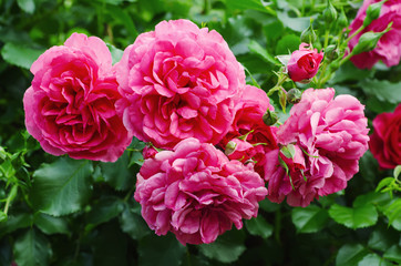 Pink roses garden