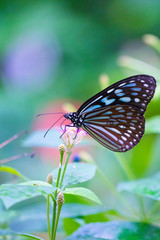 リュウキュウアサギマダラ