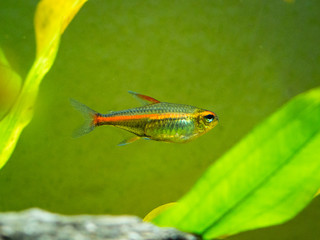 tetra growlight (Hemigrammus Erythrozonus) in a fish tank