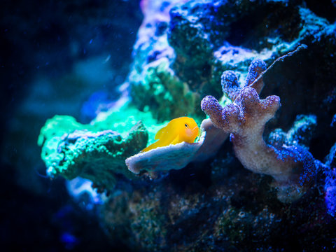 gobiodon okinawae over a coral in a reef aquarium
