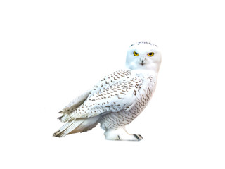 white owl, snow-white bird sits, isolate, predator, yellow eyes