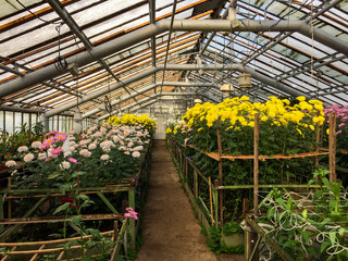 home large greenhouse with flowers, multi-colored chrysanthemums, winter garden, pink, yellow, greenery all year round, equipment, heating, non-modern outdated, photo