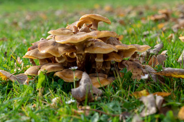 Pilze wachsen auf Wiese im Herbst