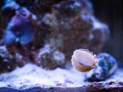 trochus snail eating algae on the glass of an reef aquarium