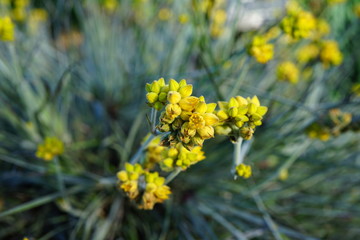 View of a yellow Grey Cottonhead flower (Conostylis candicans) in Australia