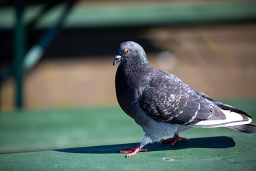 pigeon in the park