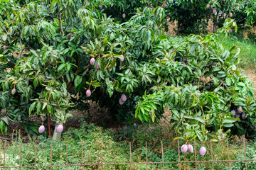 Cultivation of exotic sweet fruit mango in subtropical Malaga-Granada tropical coast region,...