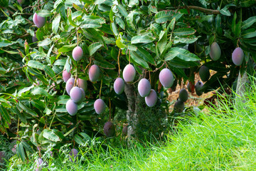 Cultivation of exotic sweet fruit mango in subtropical Malaga-Granada tropical coast region,...