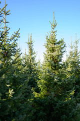 Fototapeta premium Plantations of growing green christmas tree firs in Netherlands