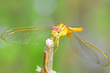 dragonfly out door