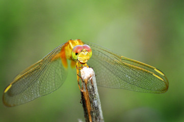 dragonfly out door
