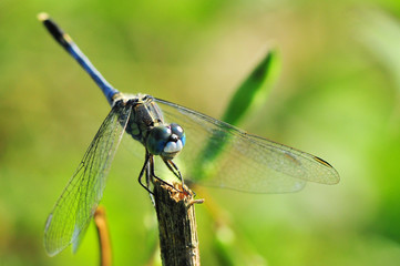 dragonfly out door