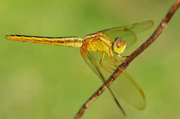dragonfly out door