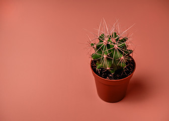 Green prickly cactus in pot on pink background color Peach Pink
