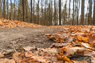 Autumn forest road with orange fallen leaves in late autumn. Photo from the lower angle