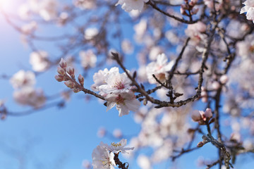 Spring blooms background. Beautifull almond tree flowers against the blue sky. Spring flowers. Beautiful garden in spring time. Abstract blurred background.
