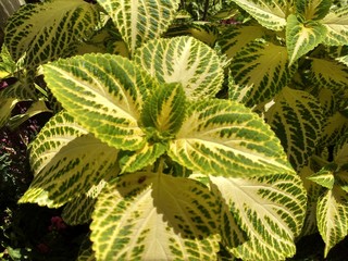 green leaves of palm tree