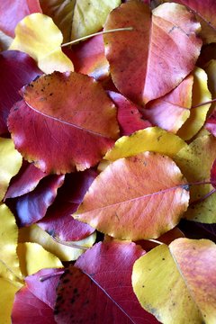 Portrait of a bunch of scattered colorful fall leaves