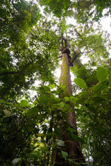 Fototapeta premium Shorea curtisii Dyer ex King, Shorea curtisii is a tree with a huge hemispherical crown; it can grow up to70metres tall.The straight,cylindrical bole can be free of branches for18-28 metres,60-220cm