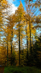 autumn in the forest