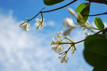 plumeria are tropical trees famous