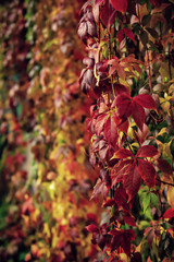 Wild grape red leaves