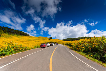Mountain road with beautiful yellow mexican sunflowers on the mountains Doi Mae U Kho Mountain Mae Hong Son, Northern of Thailand