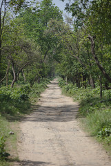 NB__9439 Mud forest road between trees