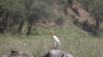 NB__9443 White bird with yellow beak on buffalo back