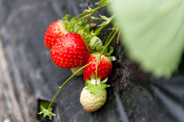 Red and ripe strawberries in the garden.
