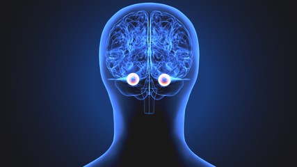 3d illustration human body eye anatomy human body organ