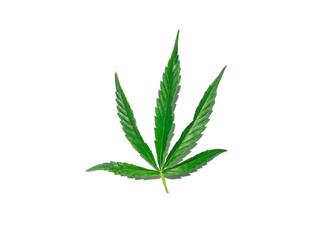 Green cannabis leaf isolated on white close up