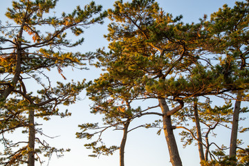 松の木と夕焼け