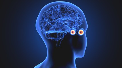 3d illustration human body eye anatomy human body organ